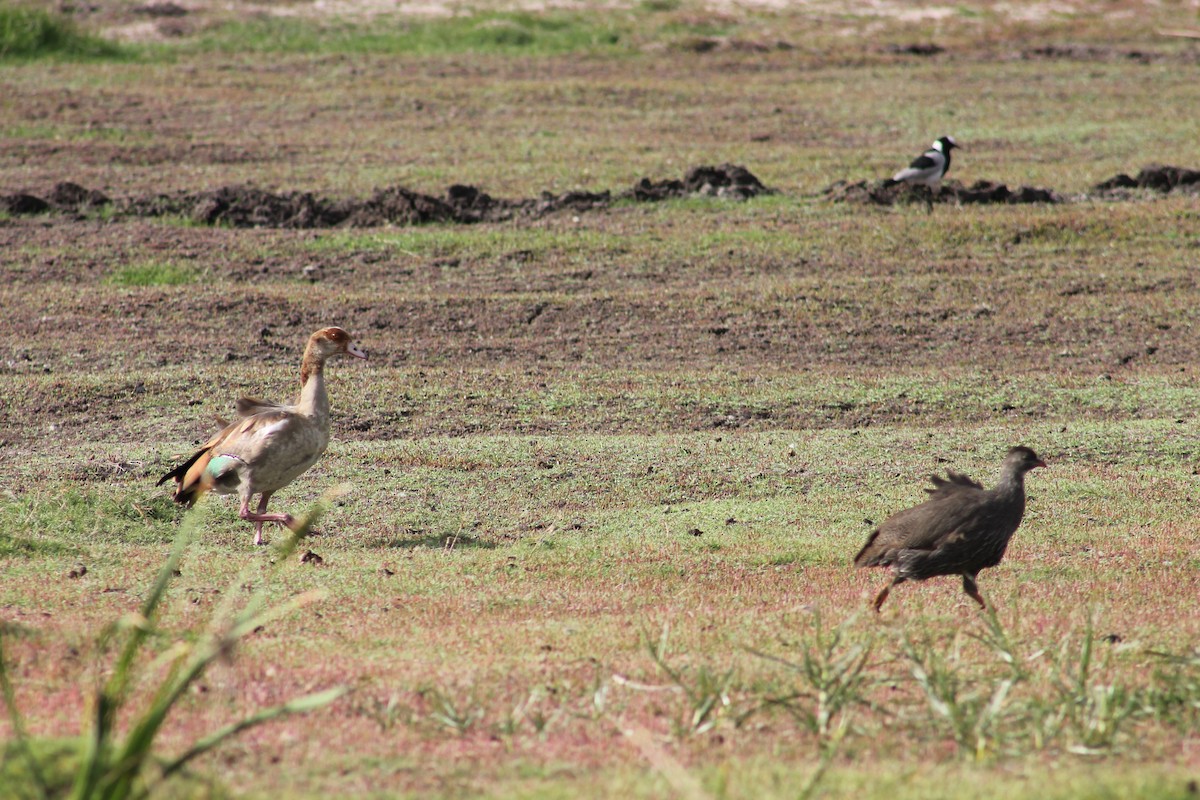 Egyptian Goose - ML215664311