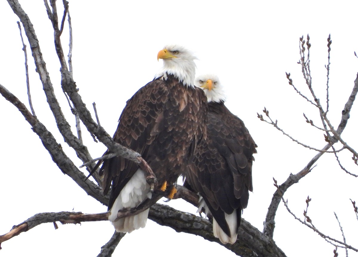 Bald Eagle - ML215664341