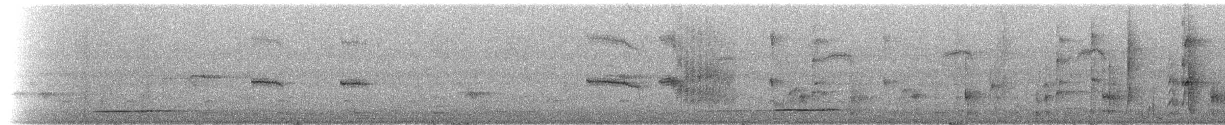 Колібрі-шаблекрил юкатанський (підвид curvipennis) - ML215665
