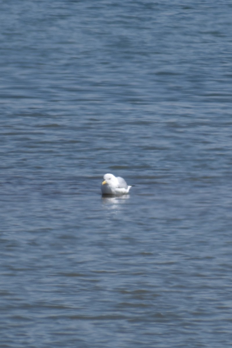 California Gull - ML215665691