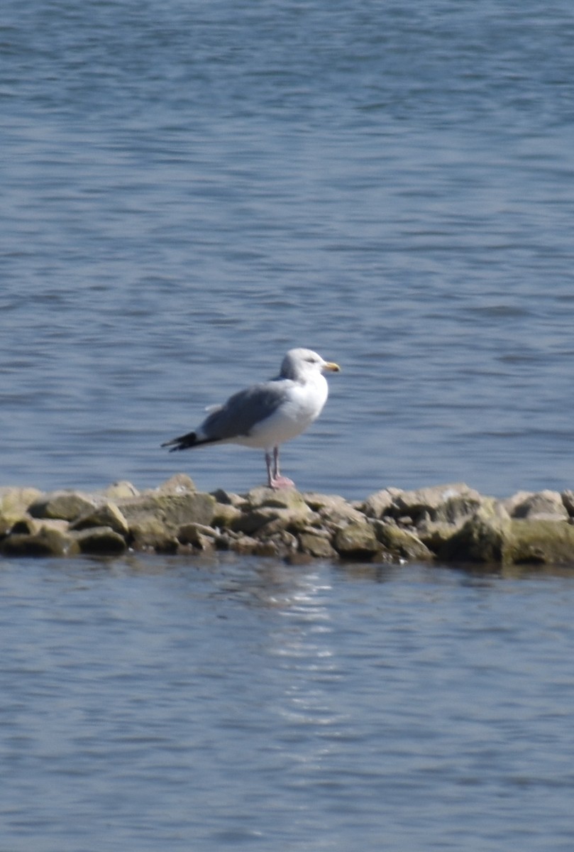 Gaviota Groenlandesa (thayeri) - ML215665941