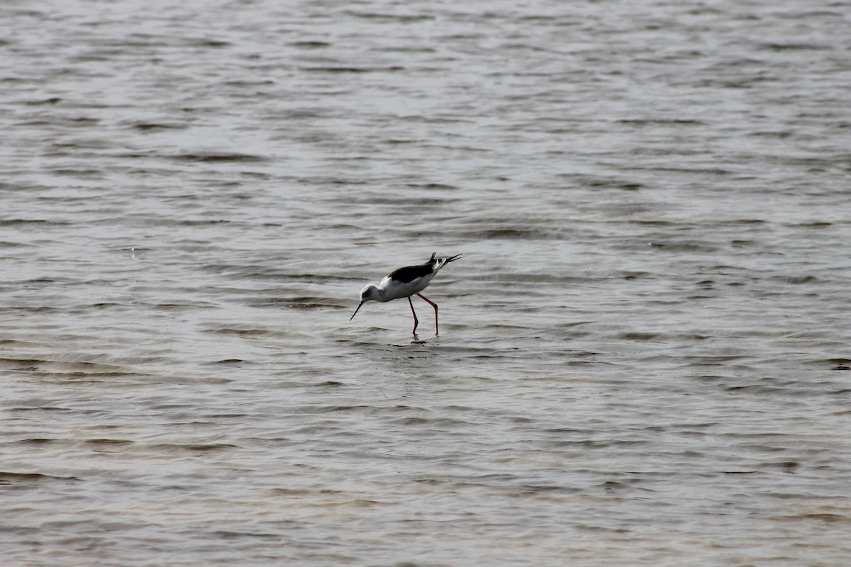 Black-winged Stilt - ML215665971