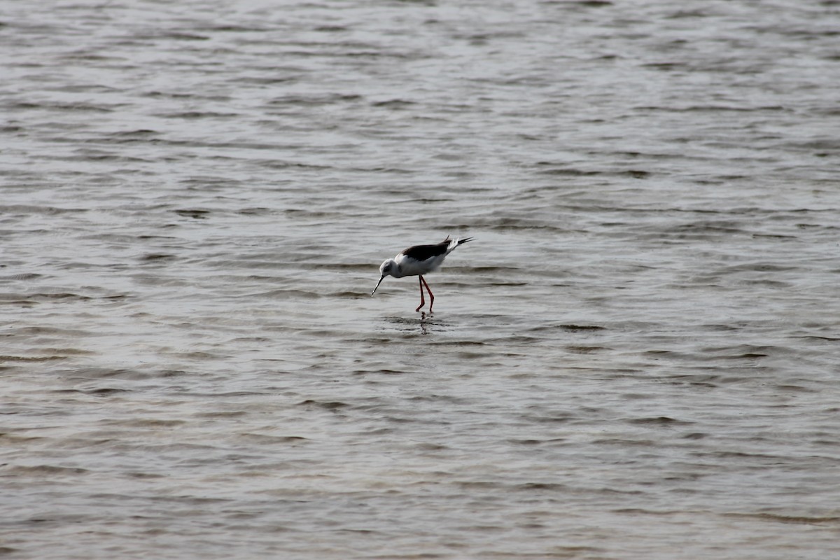 Black-winged Stilt - ML215665981