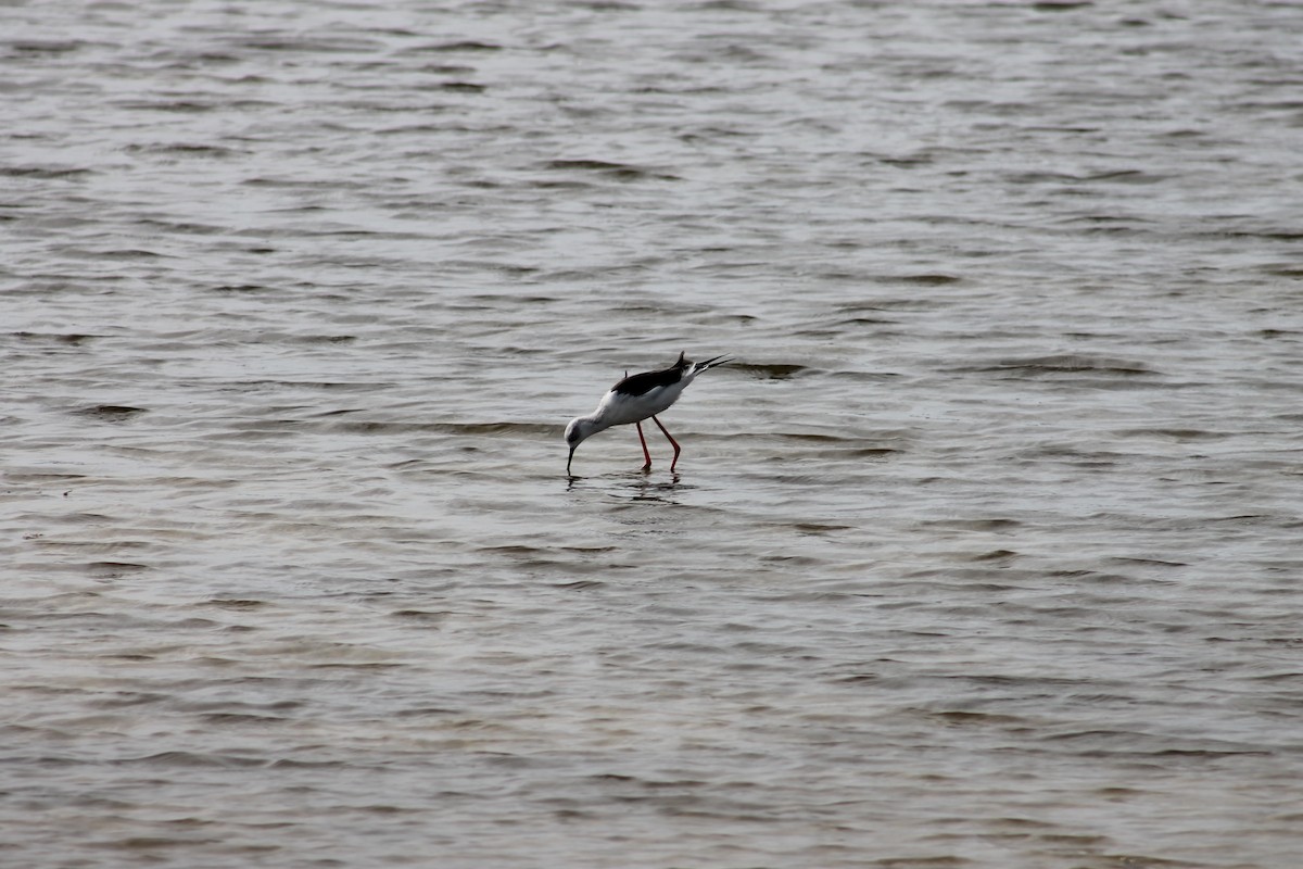 Black-winged Stilt - ML215665991