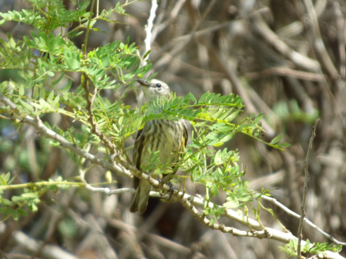 Yellow-rumped Warbler - ML215666021