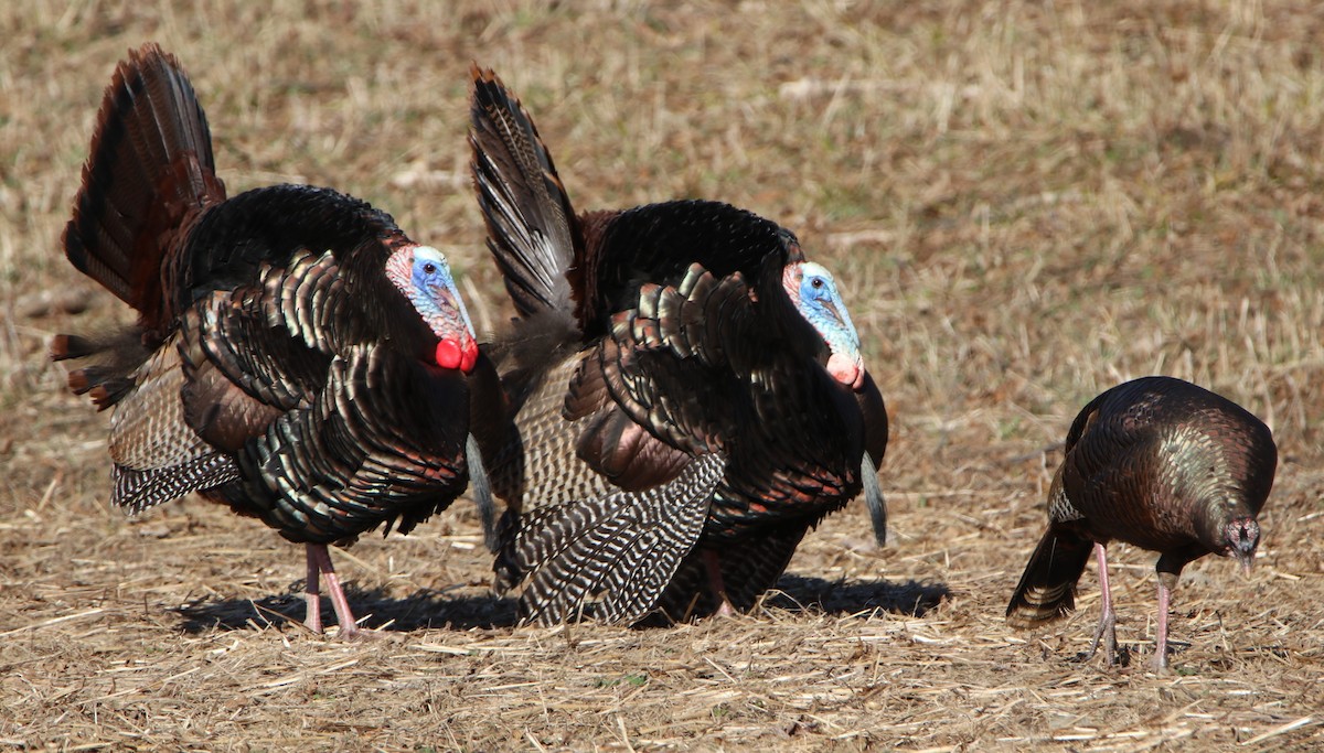 Wild Turkey - Sandy C