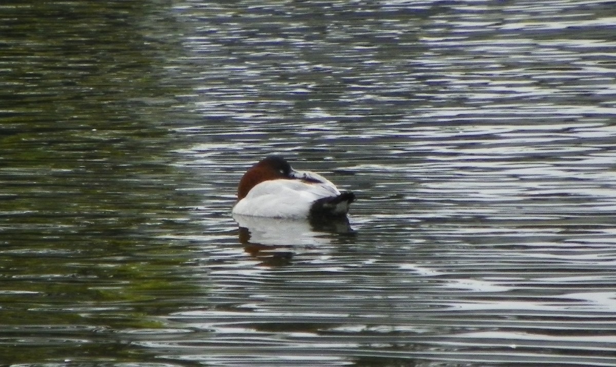 צולל ארוך-צוואר - ML21566831