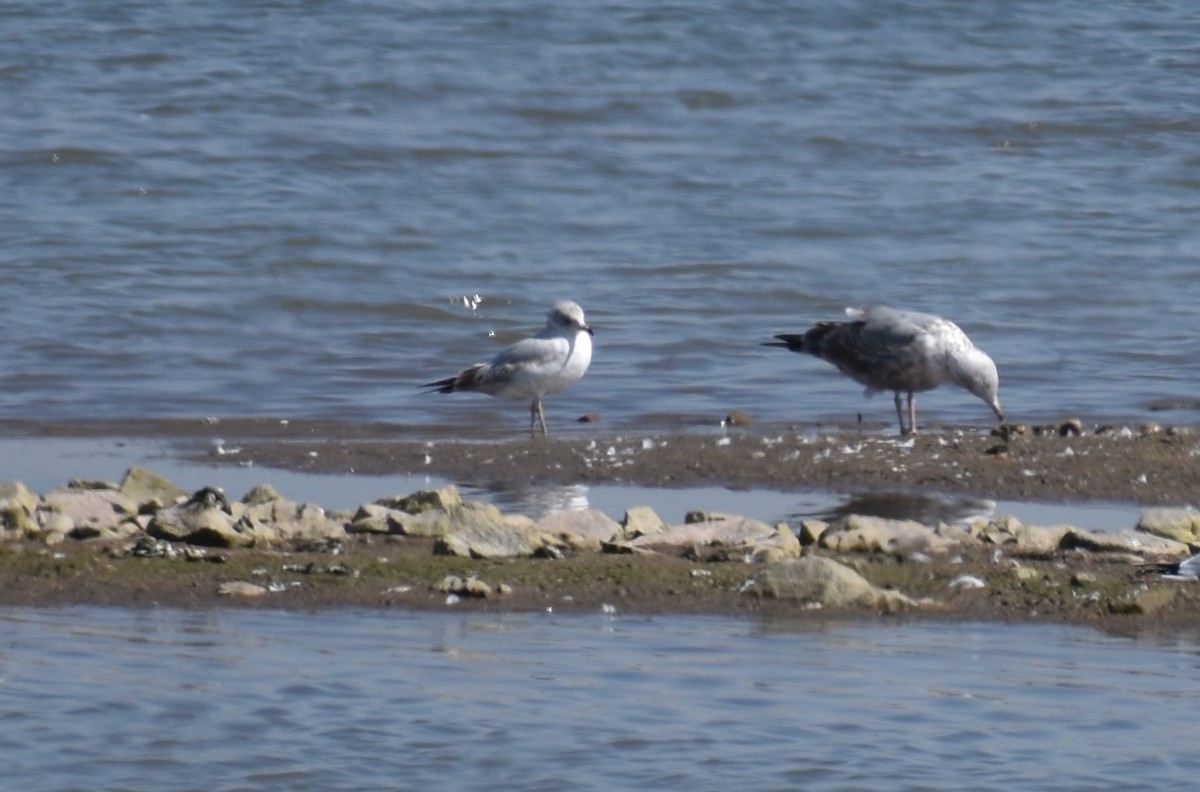 California Gull - ML215668711