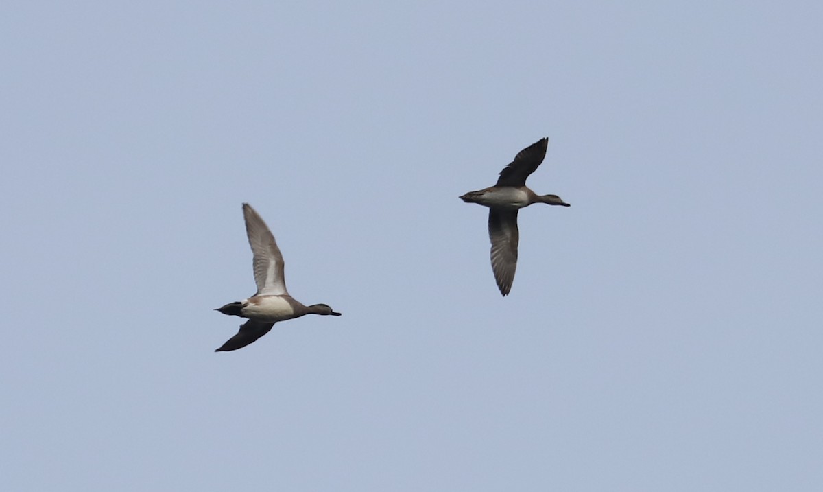 American Wigeon - Debra Rittelmann