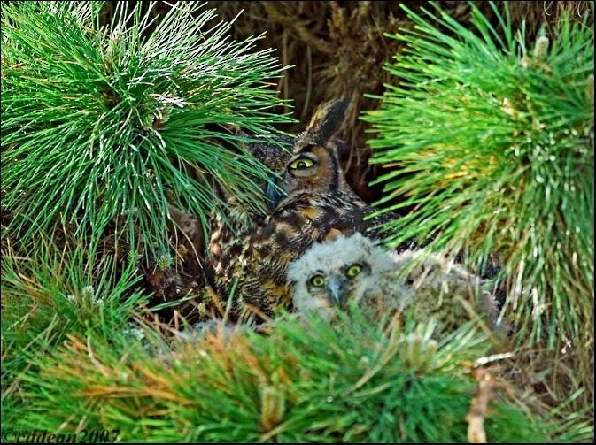 Great Horned Owl - Lynn Crawford