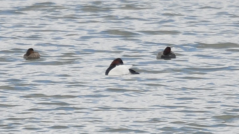 Canvasback - ML215672001