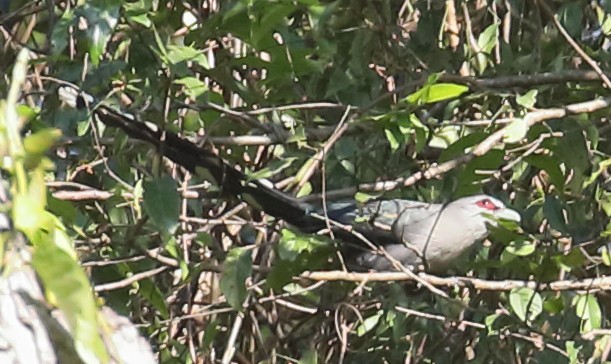 Green-billed Malkoha - ML215672731