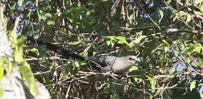 Green-billed Malkoha - ML215672751