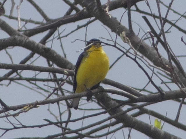 Lesser Goldfinch - ML215673221