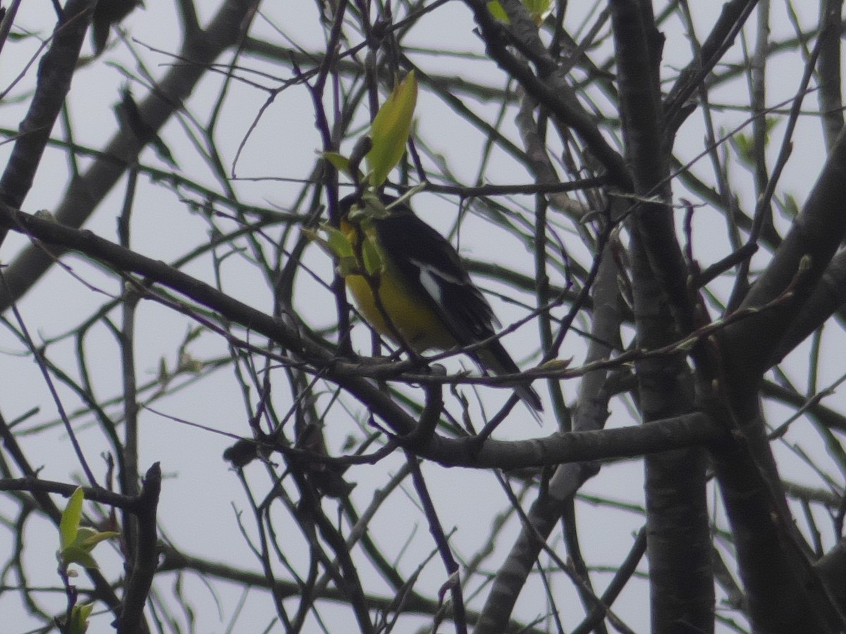 Lesser Goldfinch - ML215673231