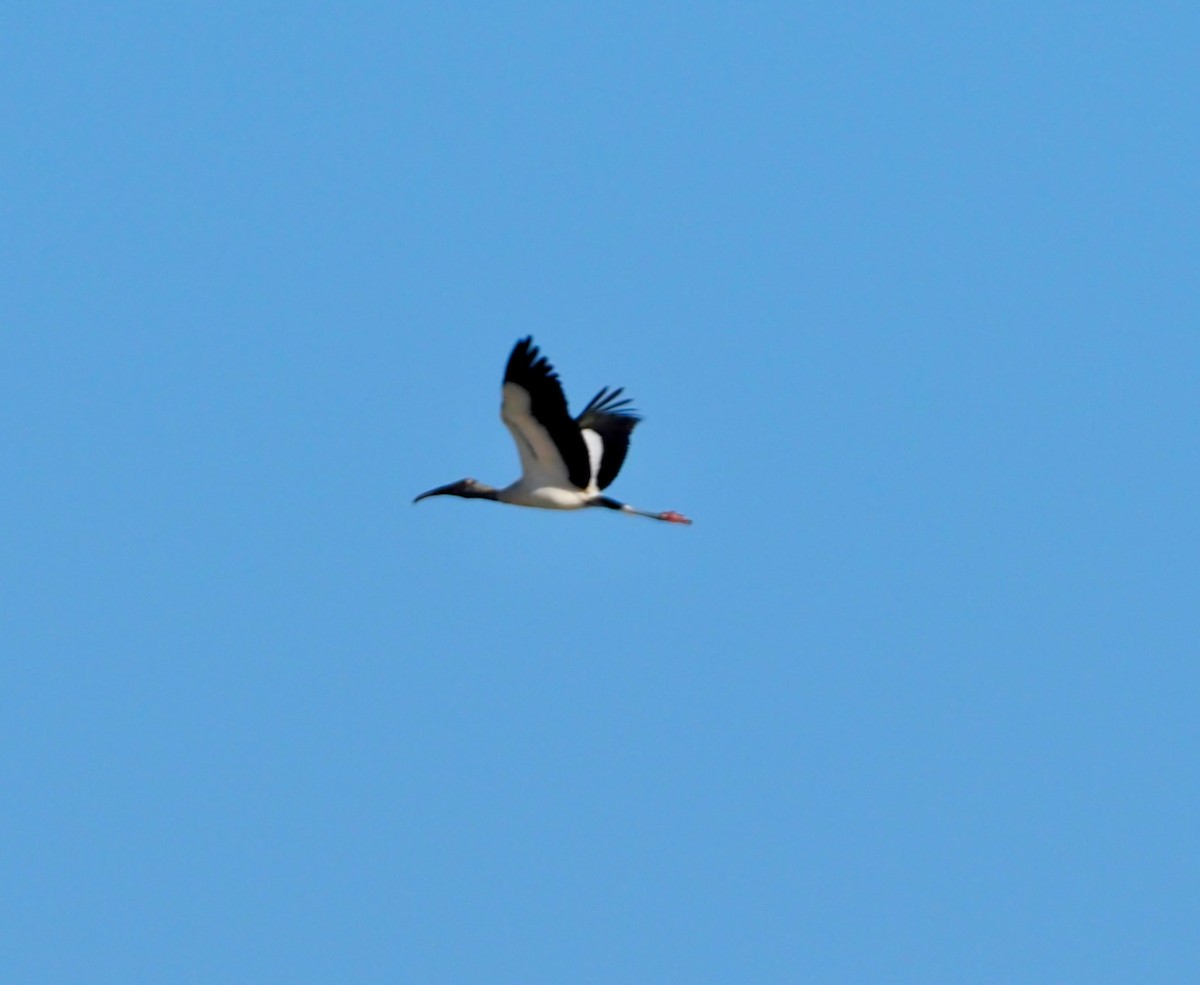 Wood Stork - John Anderson