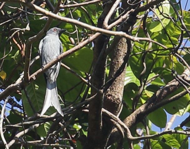 Drongo Cenizo (grupo leucophaeus) - ML215674191