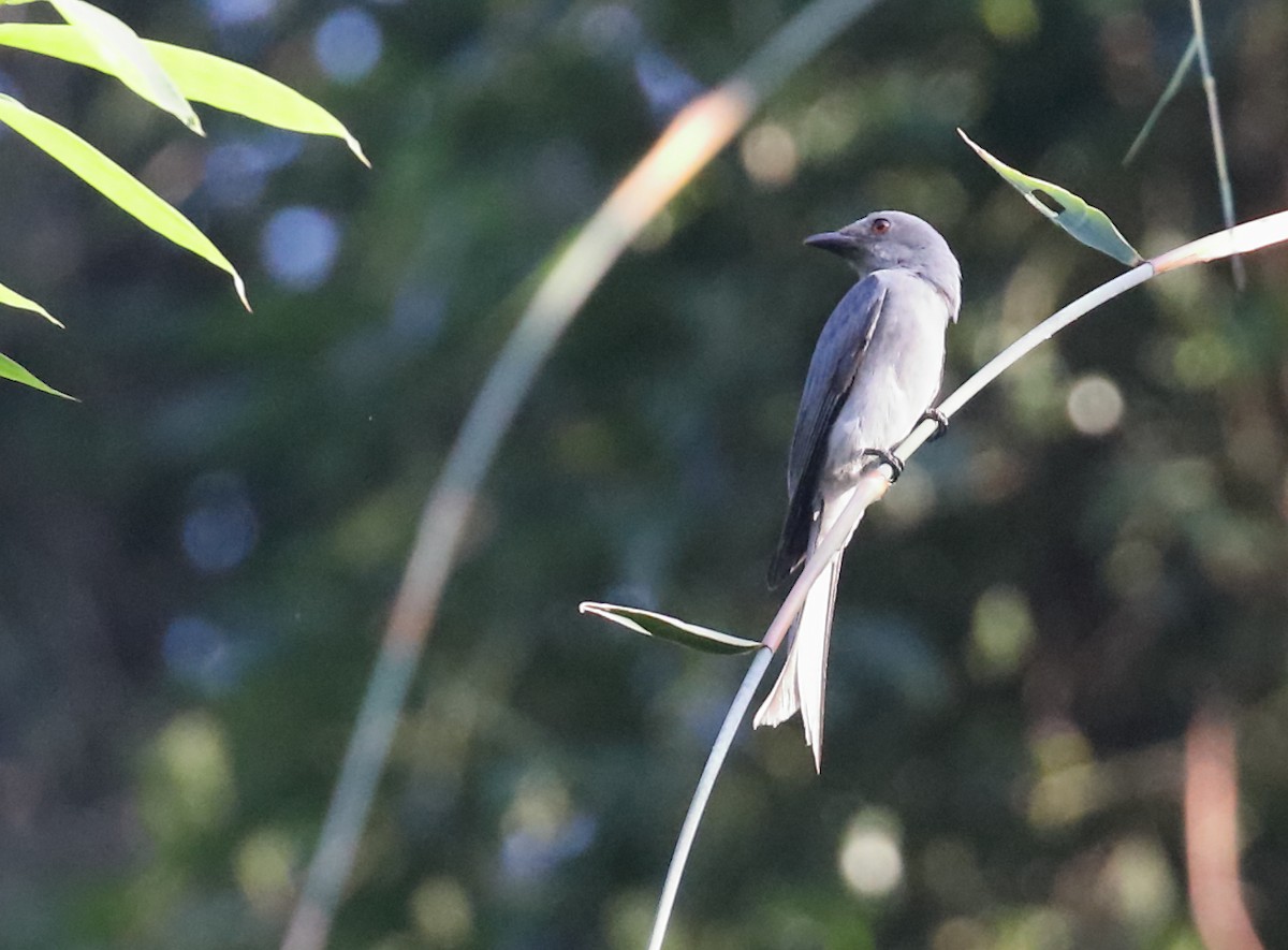 Ashy Drongo (Sooty) - Anonymous