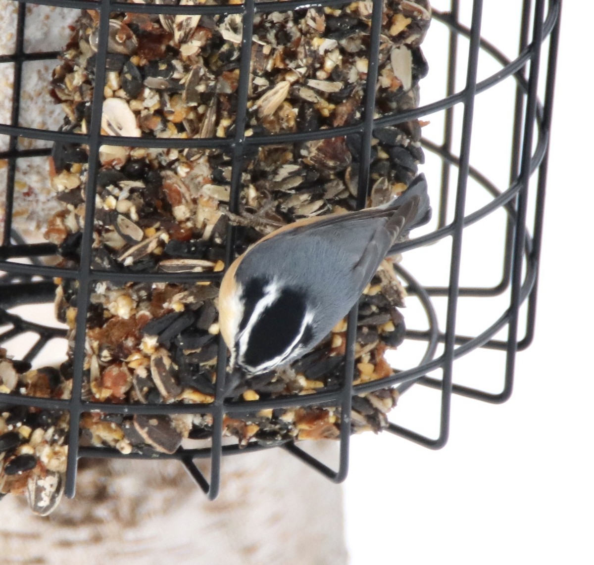 Red-breasted Nuthatch - ML215676841