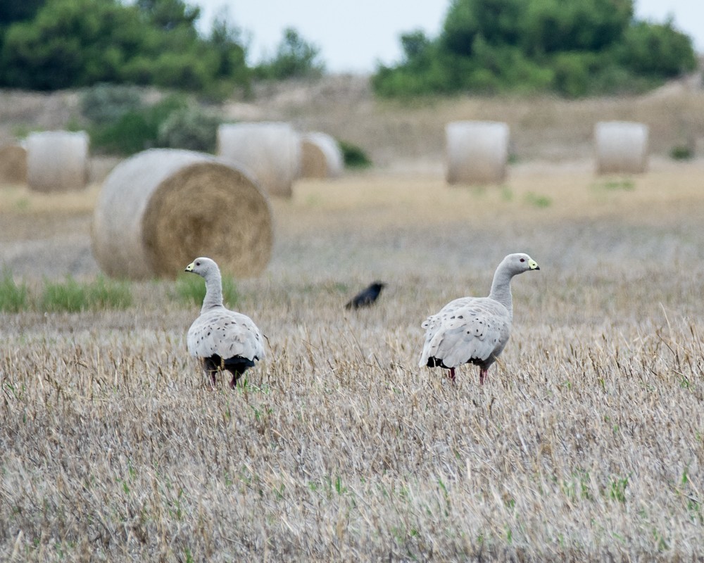 Cape Barren Goose - ML215677251