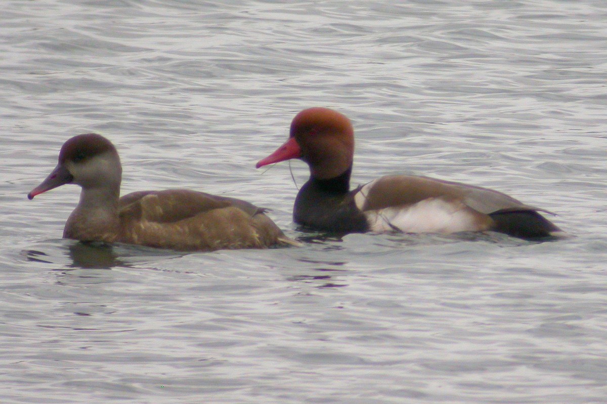 Red-crested Pochard - Miguel Rouco