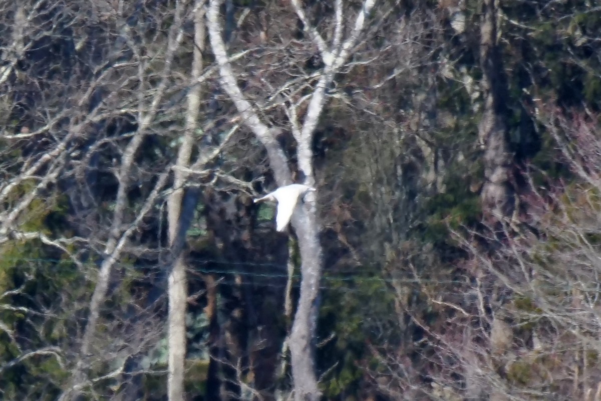 Glaucous Gull - ML215678871