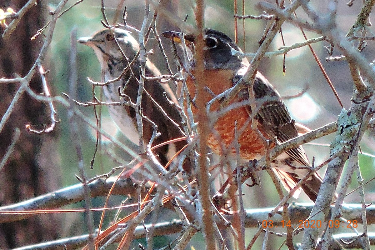 American Robin - ML215680341
