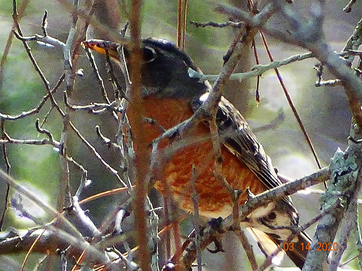 American Robin - ML215680371