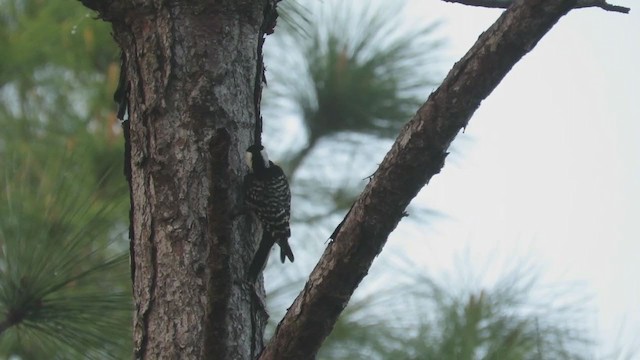 Red-cockaded Woodpecker - ML215680721