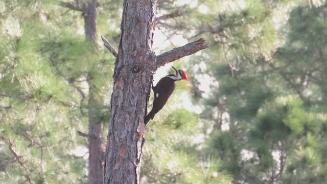 Pileated Woodpecker - ML215680791