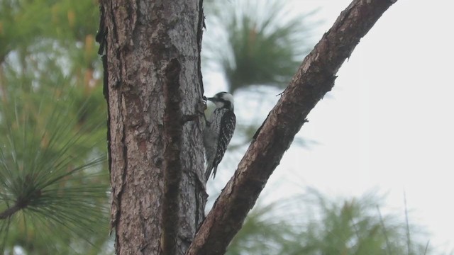 Red-cockaded Woodpecker - ML215680811