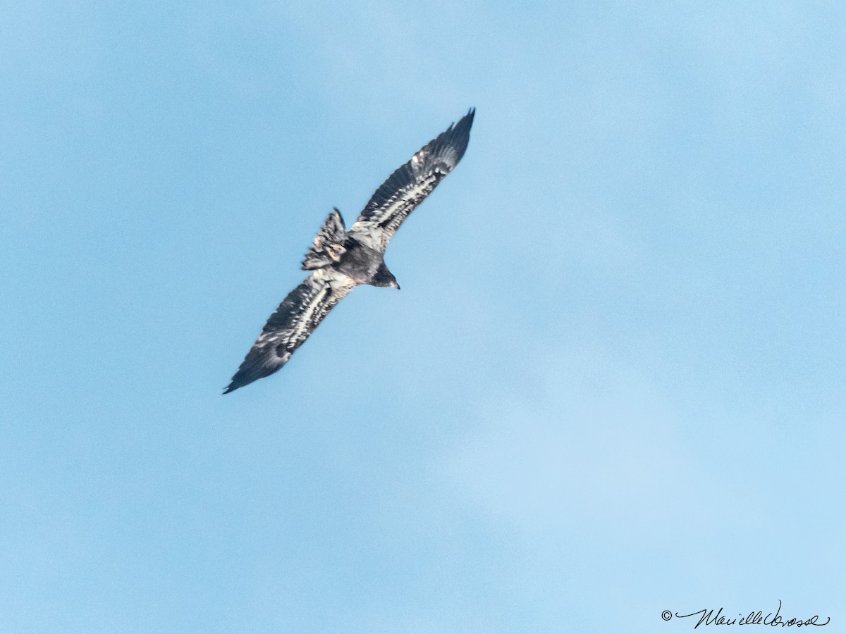 Bald Eagle - Marielle Vanasse