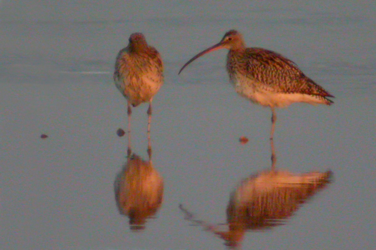 Eurasian Curlew - Miguel Rouco