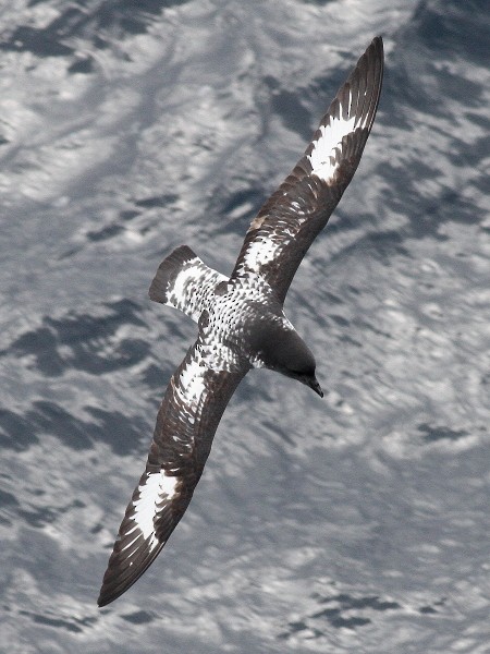 Petrel Damero (antártico) - ML215682761