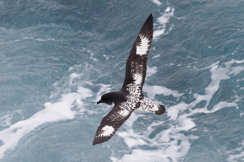 Cape Petrel (Antarctic) - ML215682771