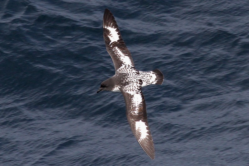 Petrel Damero (antártico) - ML215682801