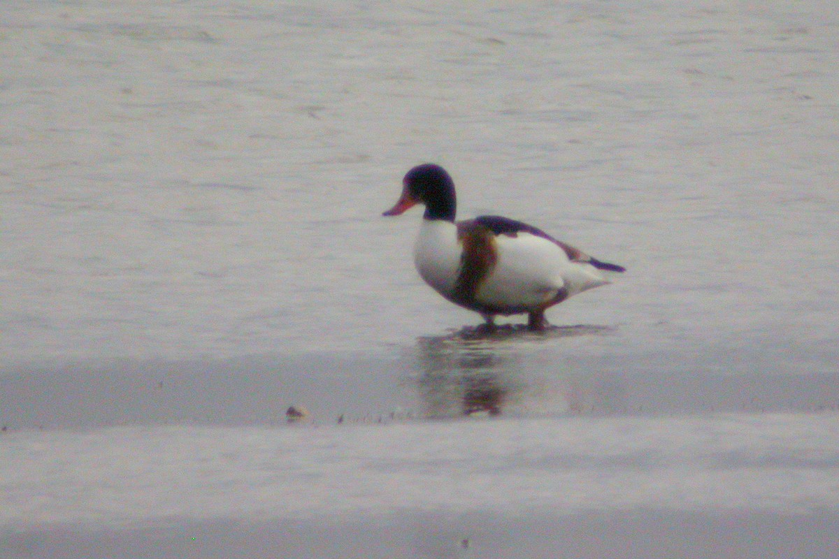 Common Shelduck - Miguel Rouco