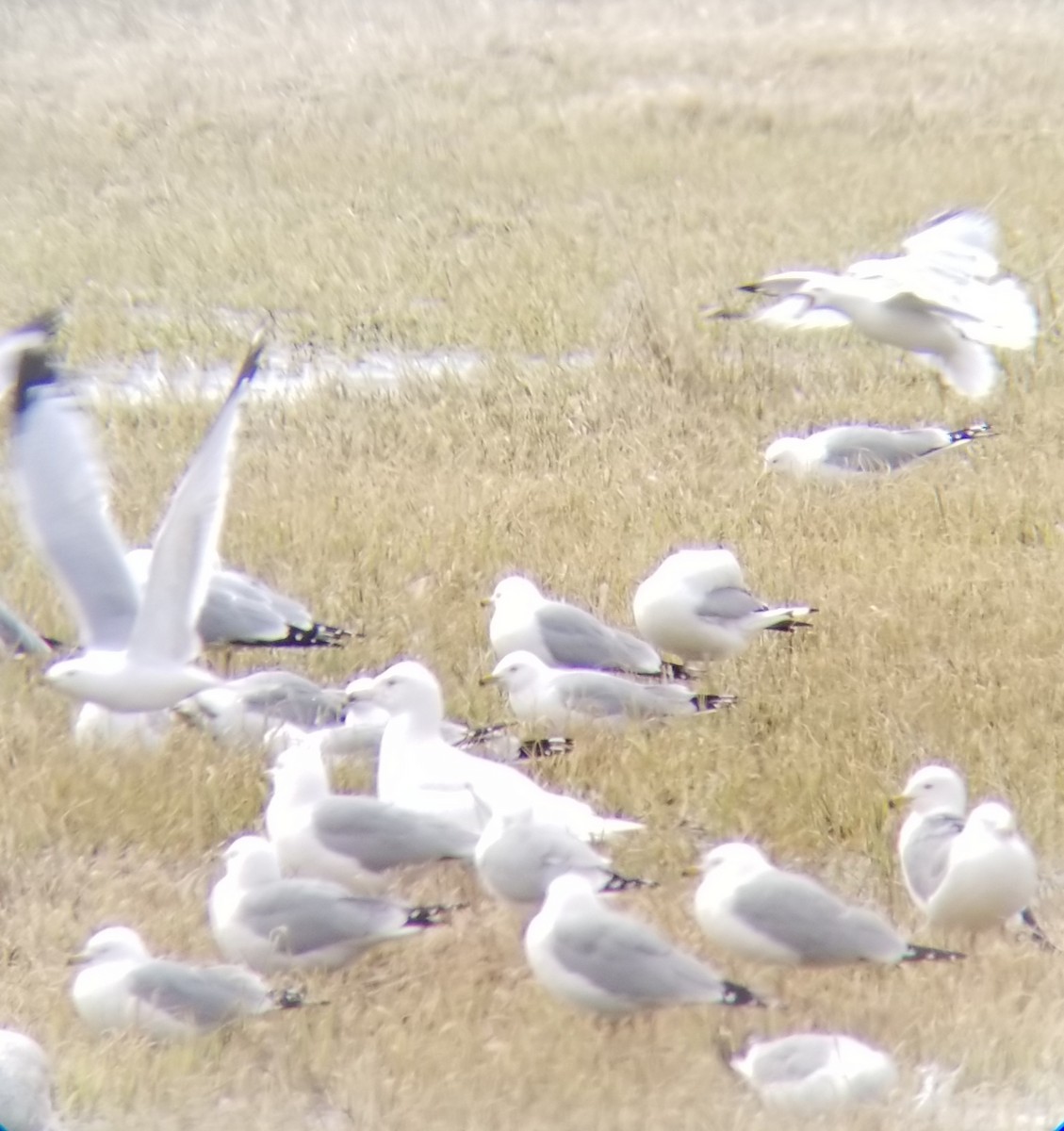 Glaucous Gull - ML215684841