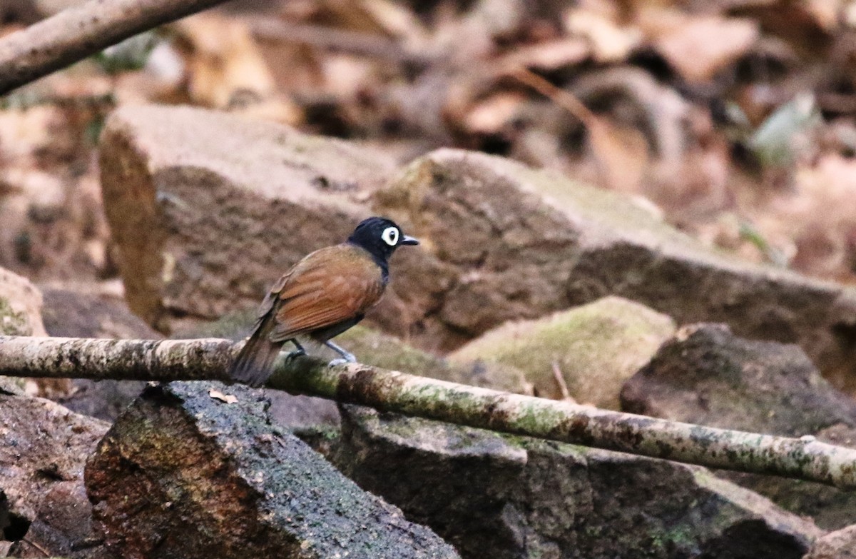 Bare-eyed Antbird - Richard Greenhalgh