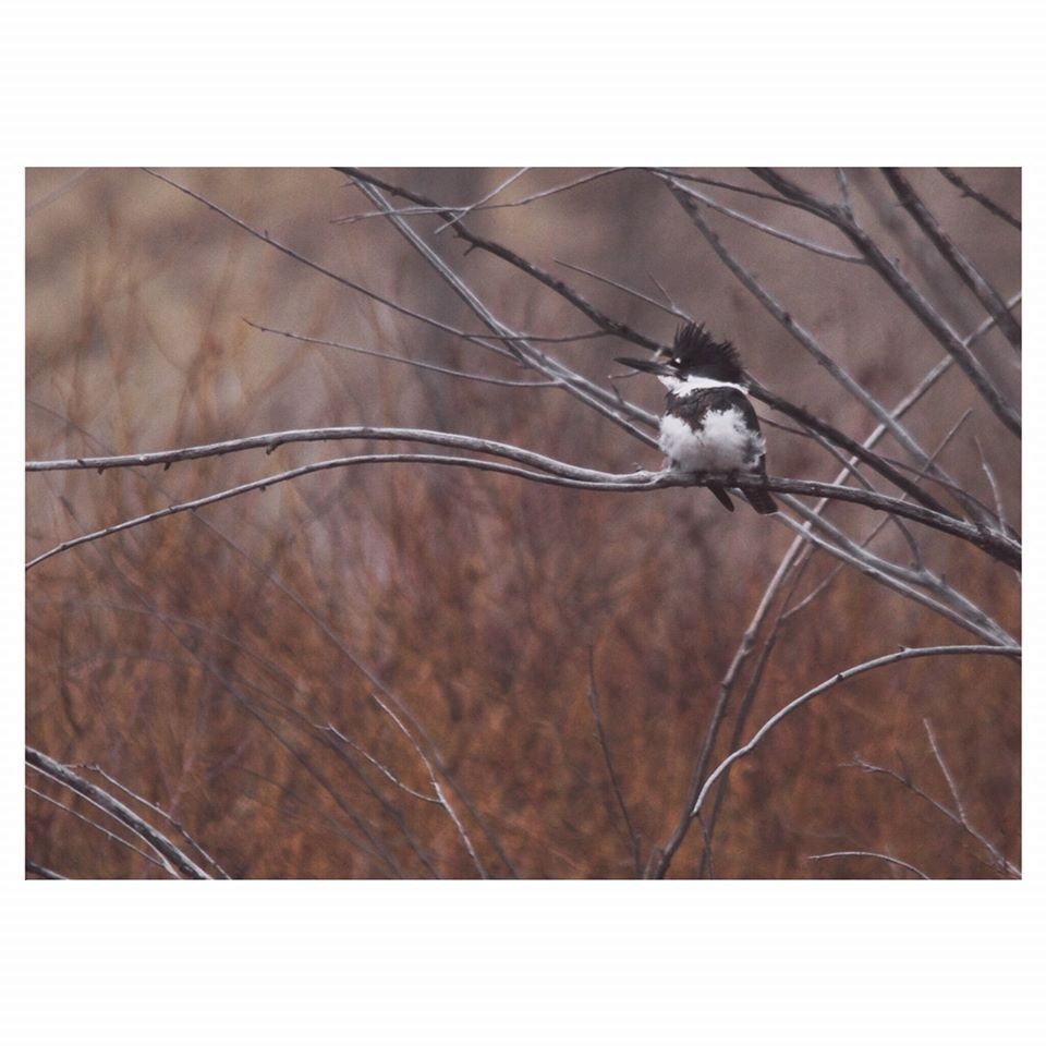 Belted Kingfisher - ML215686191