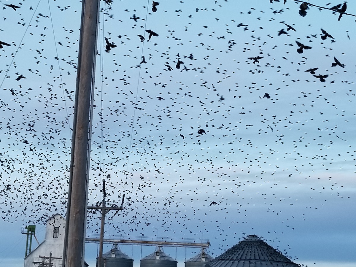 Great-tailed Grackle - ML215686601