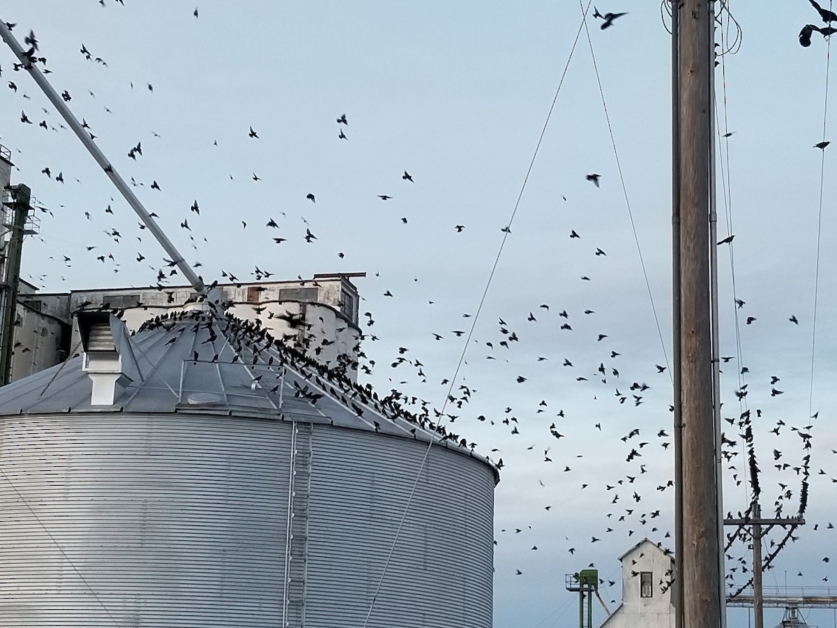 Great-tailed Grackle - ML215686621