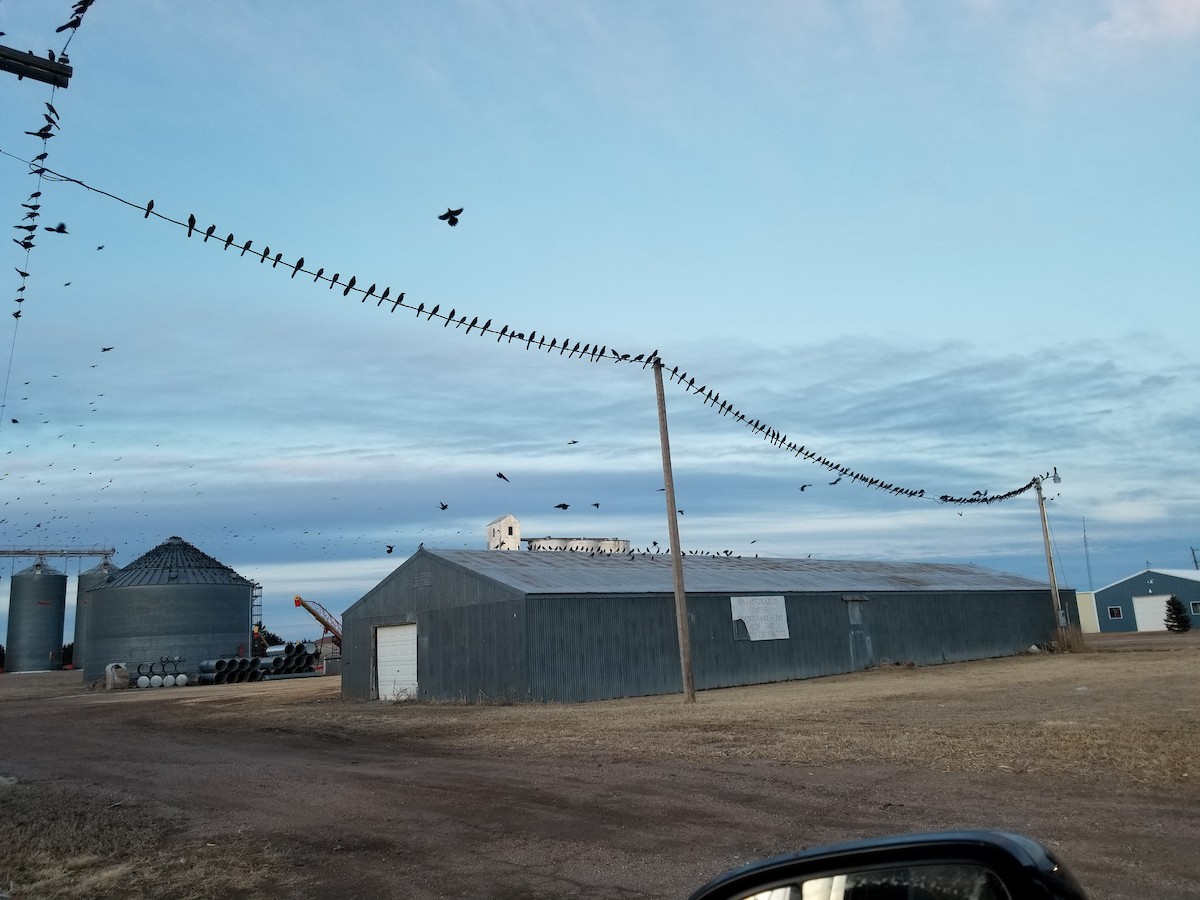 Great-tailed Grackle - ML215686631