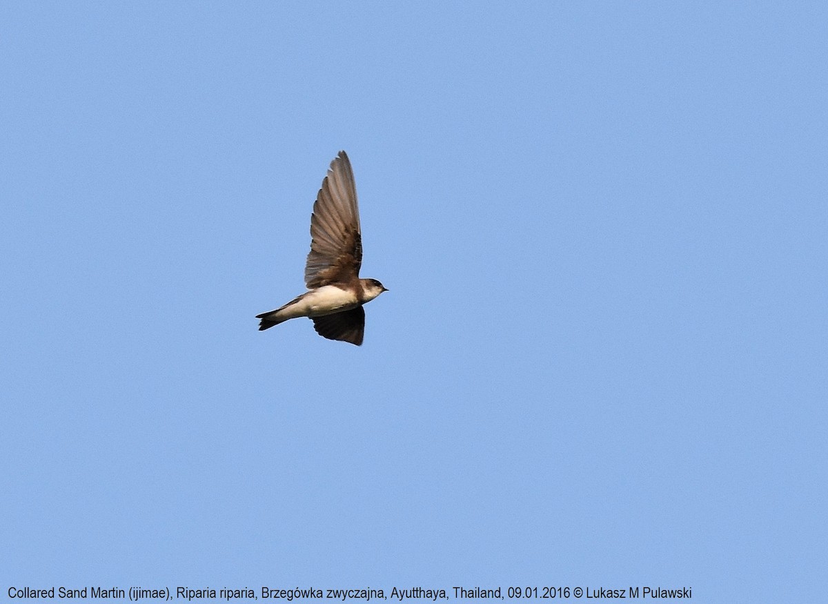 Bank Swallow - ML215686791