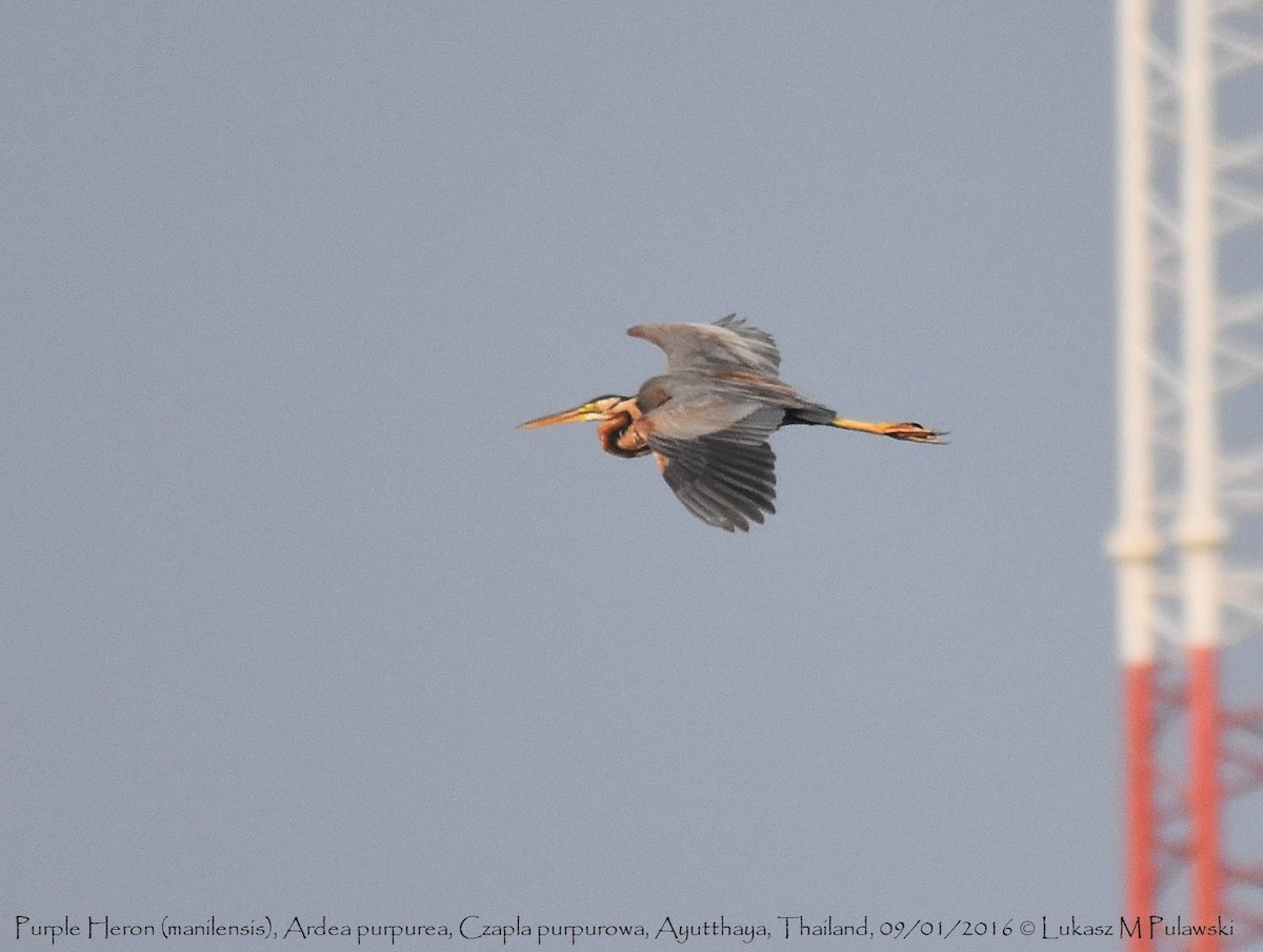 Purple Heron - Lukasz Pulawski