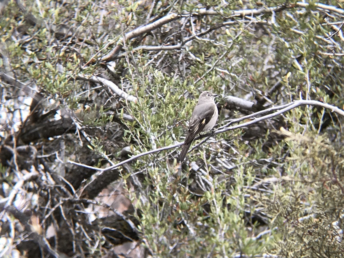Townsend's Solitaire - ML215689111