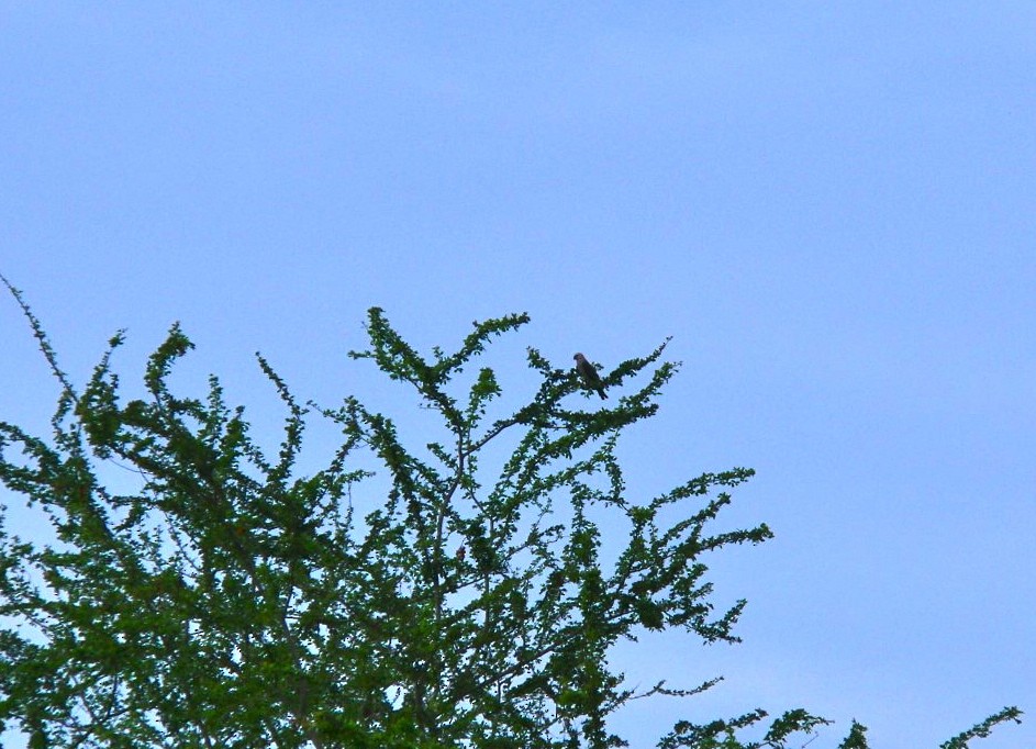 Mississippi Kite - ML215689341