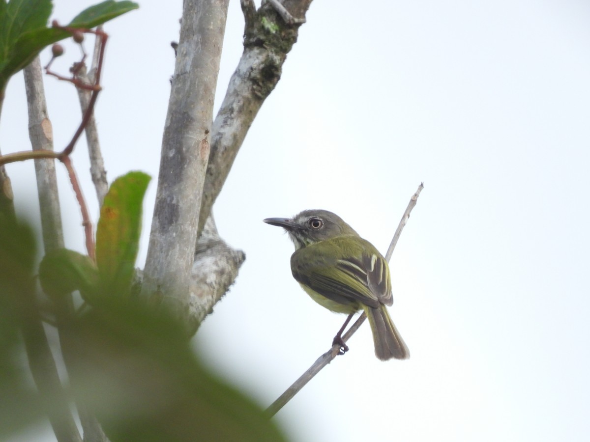 Stripe-necked Tody-Tyrant - Javier Francisco  Parra