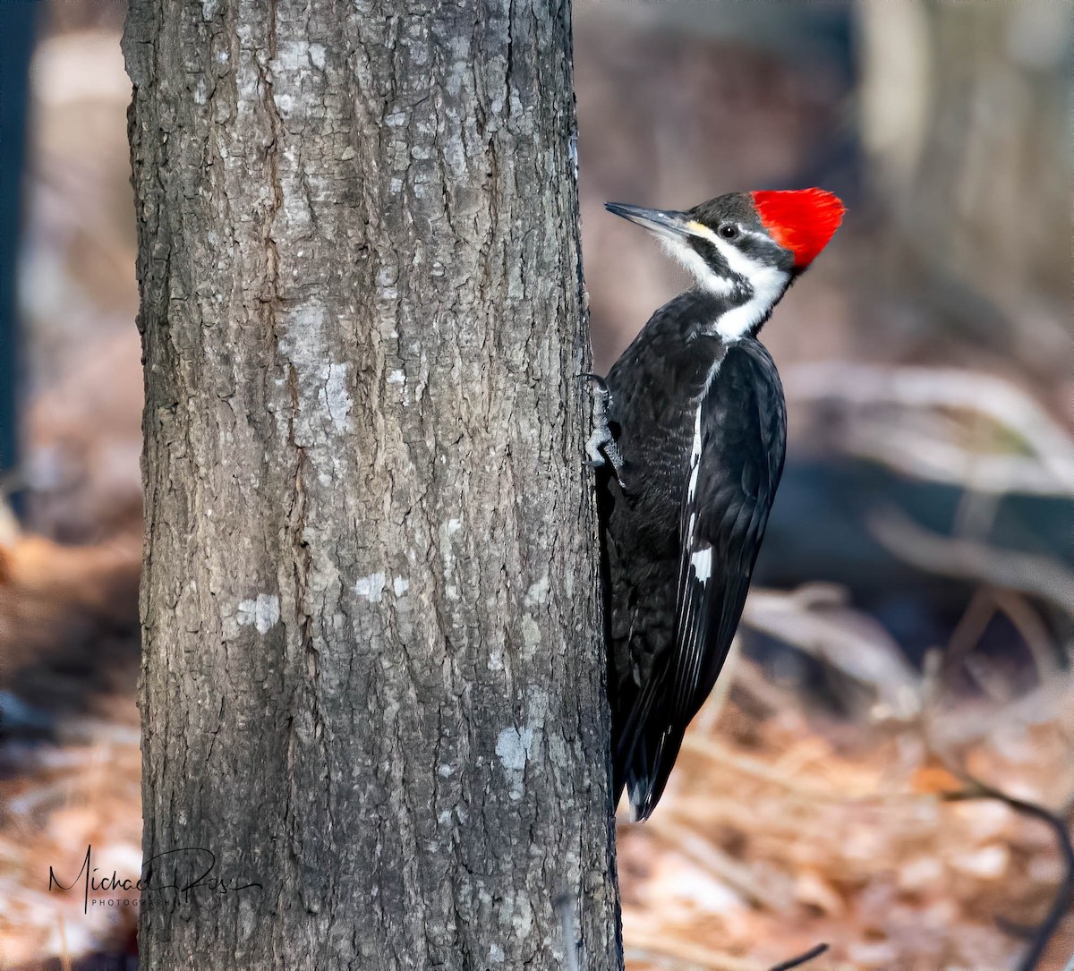 Pileated Woodpecker - Michael Rose