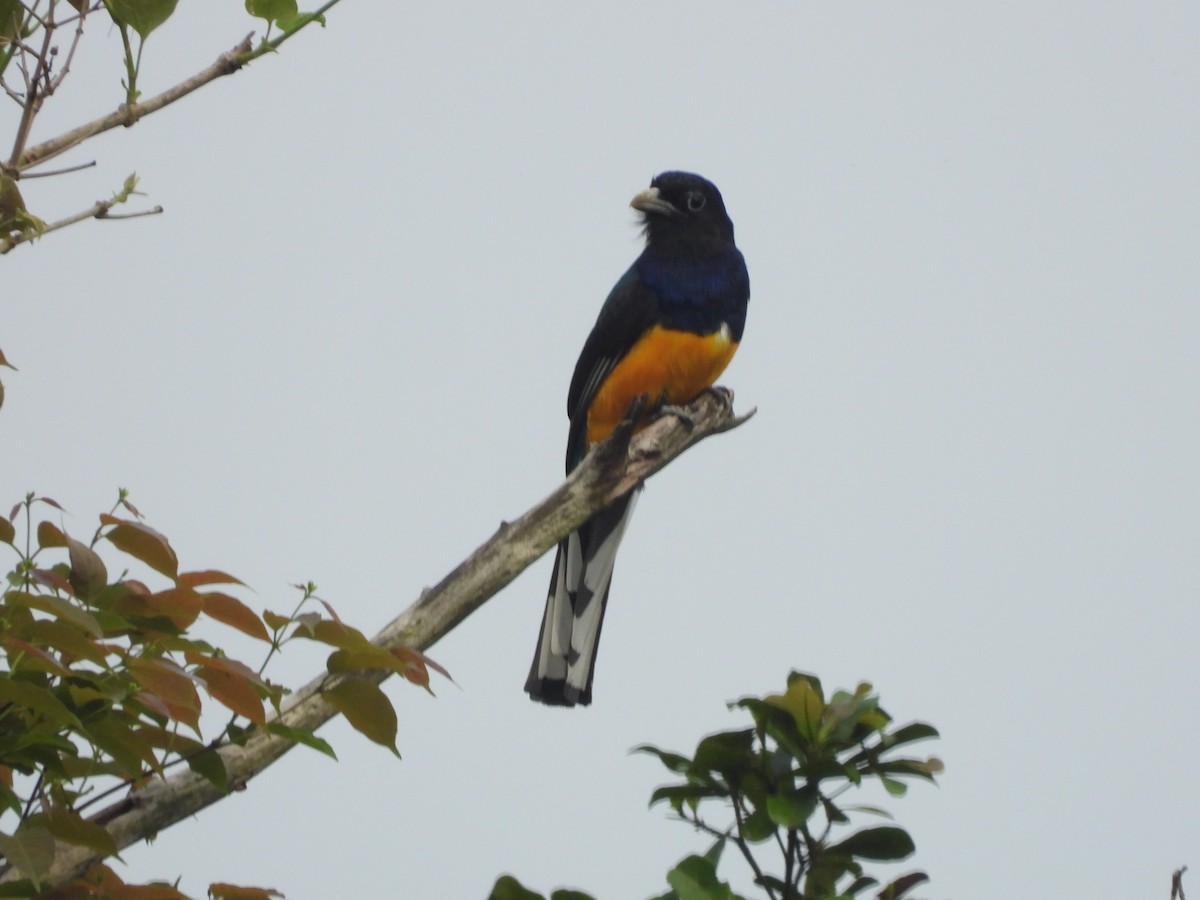 trogon zelenohřbetý - ML215691131